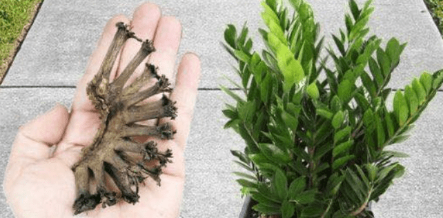 Non buttate mai questa parte delle banane: ecco perché in casa vale oro