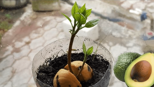 Come far crescere gli avocado da un buco?