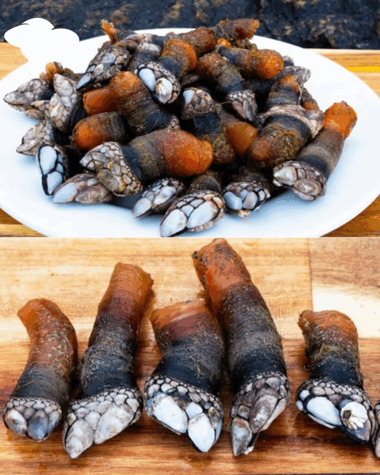 Percebes: brutti, rischiosi e costosi, ma una vera delizia