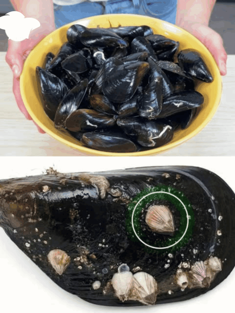 Denti di cane: i crostacei che sembrano piccole rocce lunari